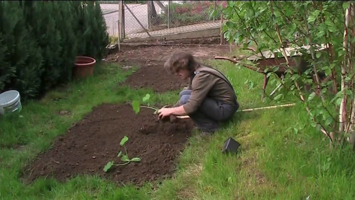 entropy tv garden tips planting beans and courgettes