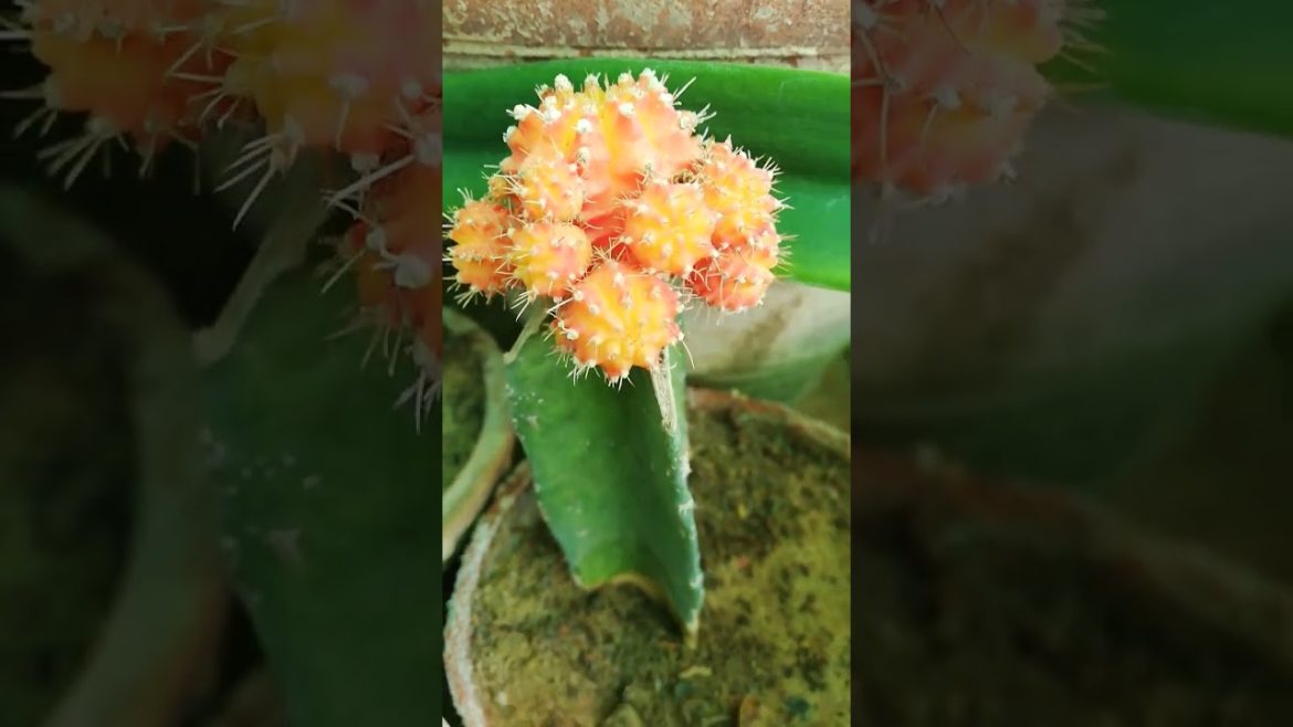 My Small Beautiful Home Garden Raining In My Backyard EP - 572 #shorts #garden