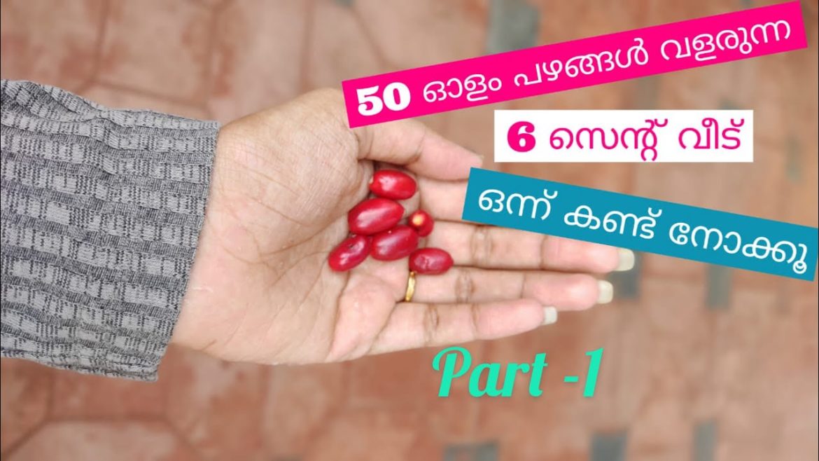 How to grow Fruit Trees in a Small Space/Container Gardening ideas