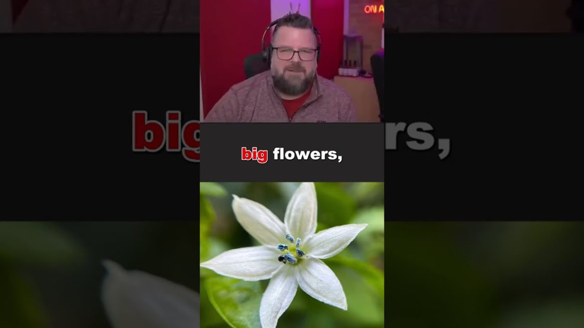 New to Chili Plant Growing Here Are the Varieties You Should Try First! #shorts