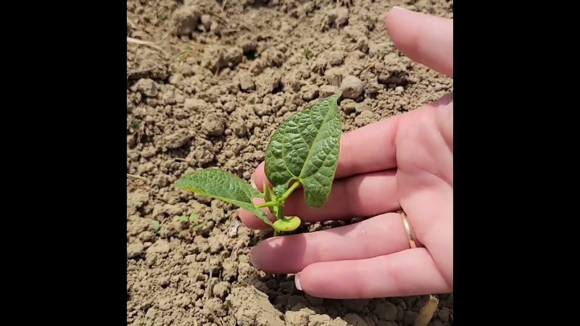 Olle Gardens Metal Raised Garden Beds