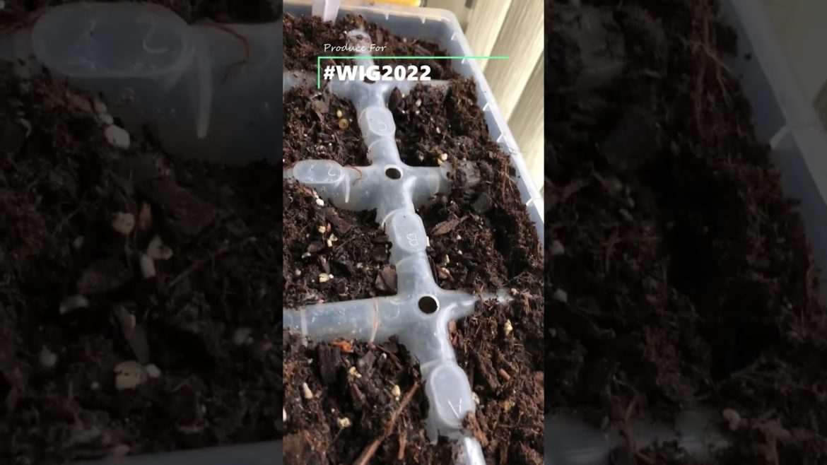 Getting the Indoor Grow Area Ready Zone 7a | #WIG2022 | #Shorts