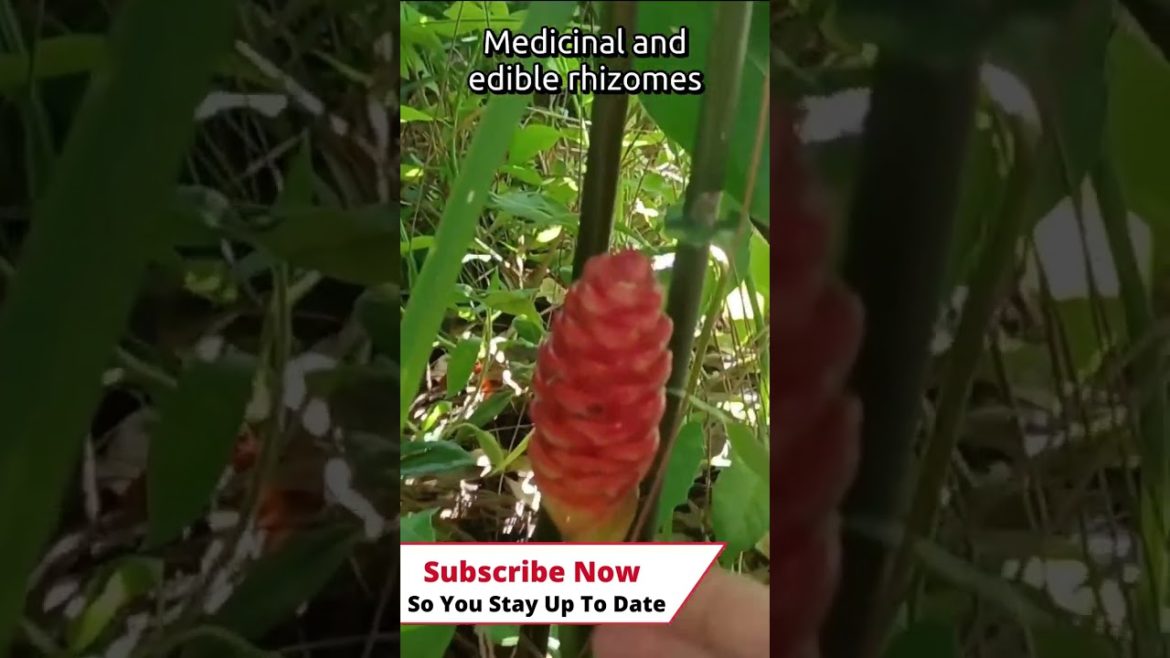 #shorts  Edible Landscape Plant With  Beautiful Flowers | Ginger and  Turmeric