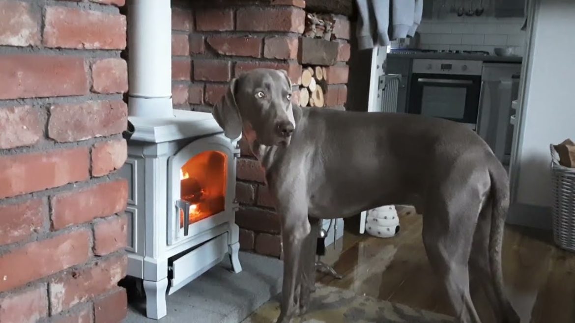 Weimaraner Enjoying Our Log Burner ๐ถ 13 Month Old Skylar ๐ถ Weimaraner Enjoying Our Log Burner ๐ถ 13 Month Old Skylar ๐ถ