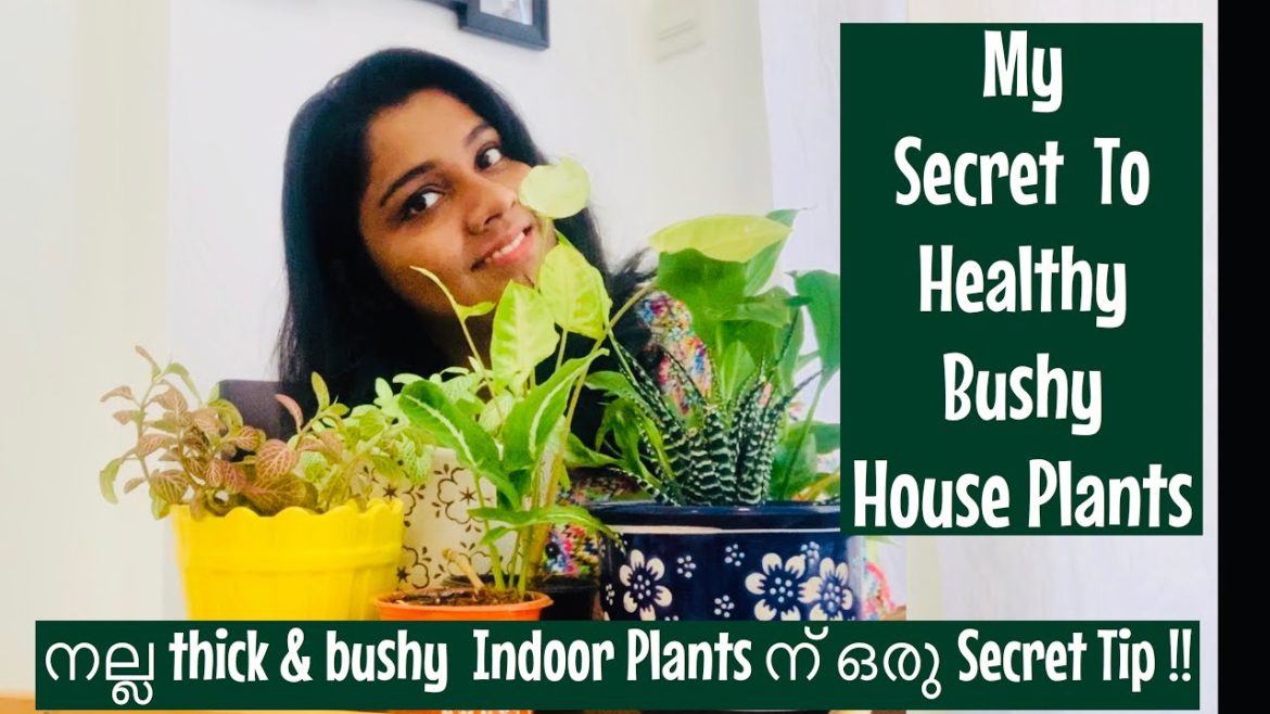 My Secret To Bushy Healthy Indoor Plants |Indoor Plant Care | Gardening Tips | Mom life Journal