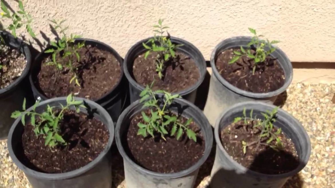 Container garden and raised bed intro stevegardens85 2012 vegetables.
