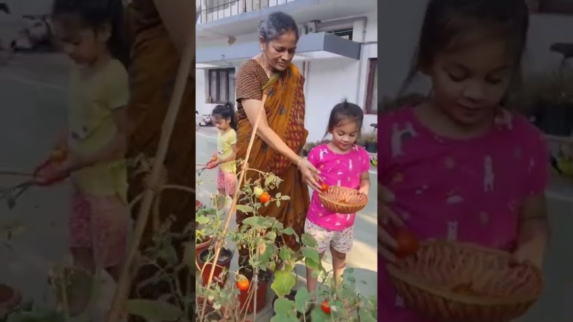 Organic Vegetables Harvest from our backyard garden #organic #shorts