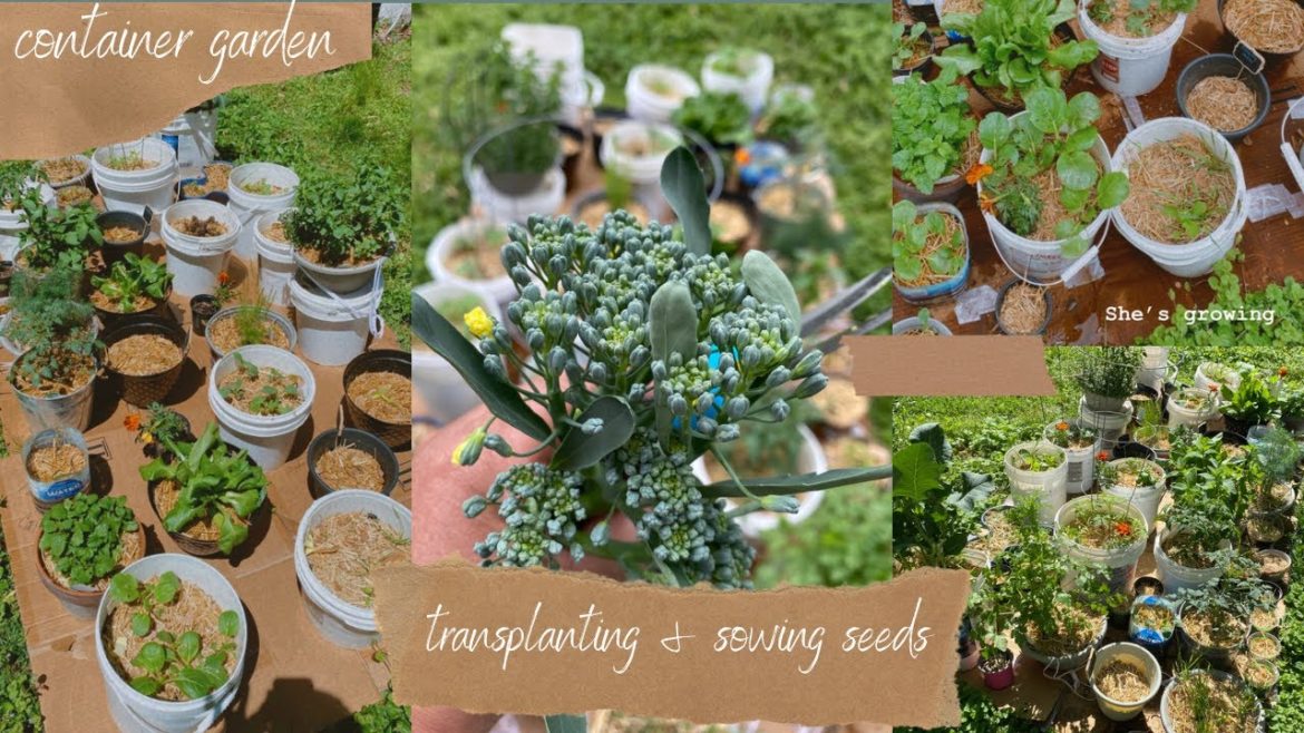 Container Garden Update | Budget friendly | Sowing seeds & Transplanting | PATRICIA