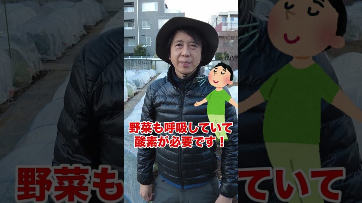 家庭菜園の冬野菜栽培で厳冬期にやってはいけないNG行動４選！#shorts /4 bad points for growing winter vegetables.