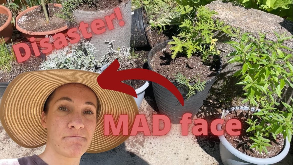 Container Garden DISASTER! There's Been a Raid. Container Garden DISASTER! There's Been a Raid.
