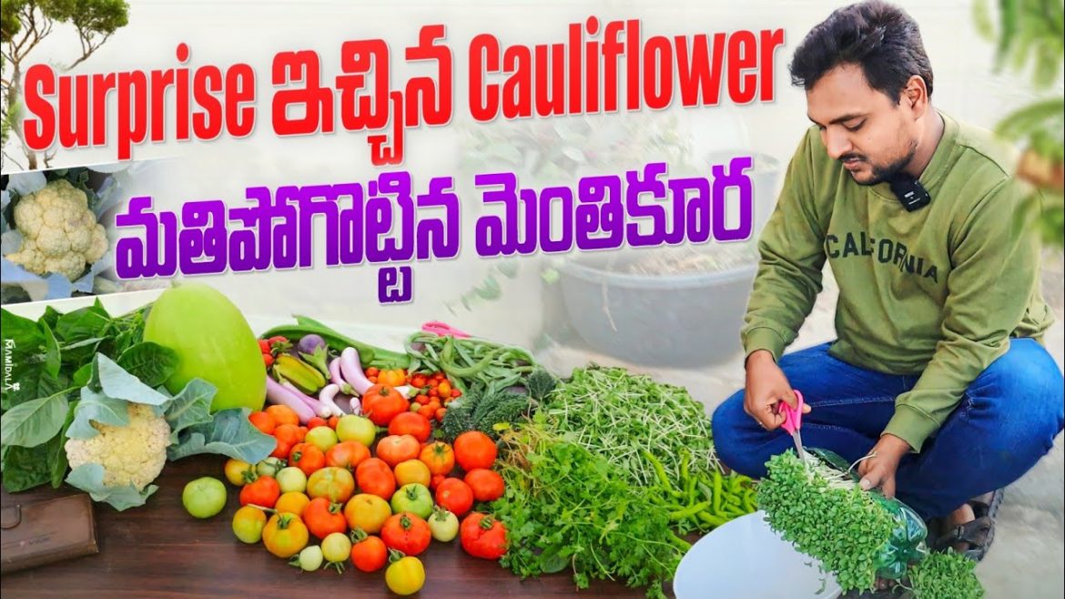 Today's harvest ఈరోజు మన పంట #gardening #organic #harvest