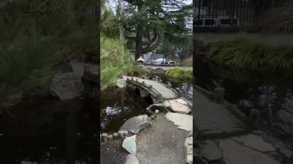 Japanese Garden in SeaTac?? #seatac #japanesegarden  #shorts