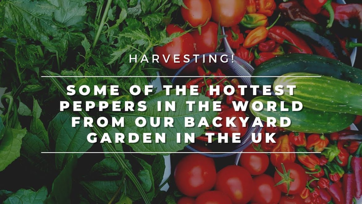 OMG! 😯😱 CONTAINER GARDEN HARVEST ~ WHAT IS YOUR GARDEN GIVING BACK TO YOU RIGHT NOW?