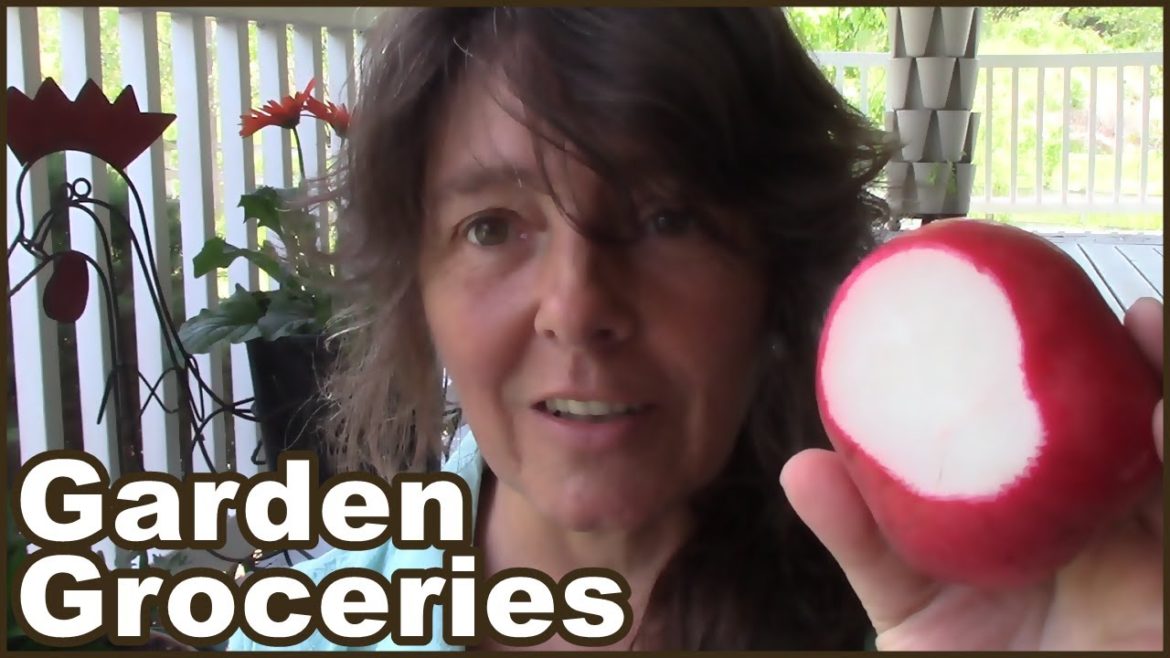 Backyard Garden Grocery Haul | Huge Radishes And Awesome Spinach !!! Backyard Garden Grocery Haul | Huge Radishes And Awesome Spinach !!!