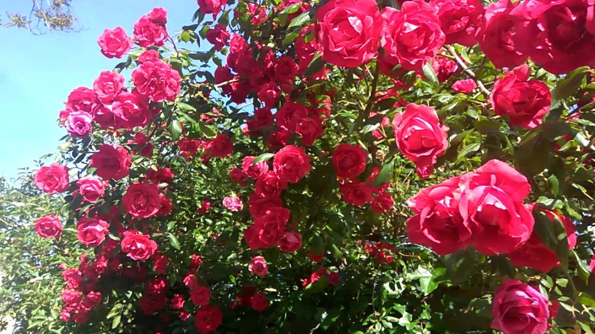 Rose blooming in Rotterdam (Netherlands)- Mita Bishnoi Garden tips