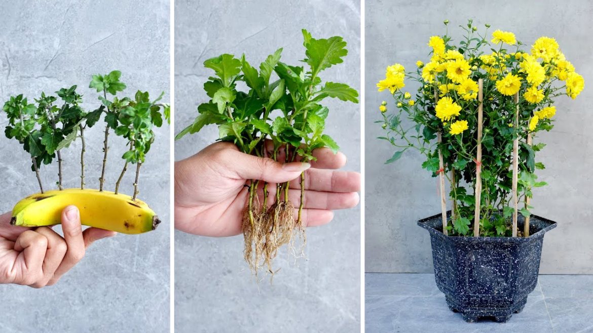 The secret to having a beautiful pot of Chrysanthemums, no need to spend money to buy The secret to having a beautiful pot of Chrysanthemums, no need to spend money to buy