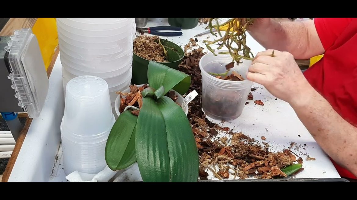 Repot a few phalaenopsis orchids in the greenhouse.