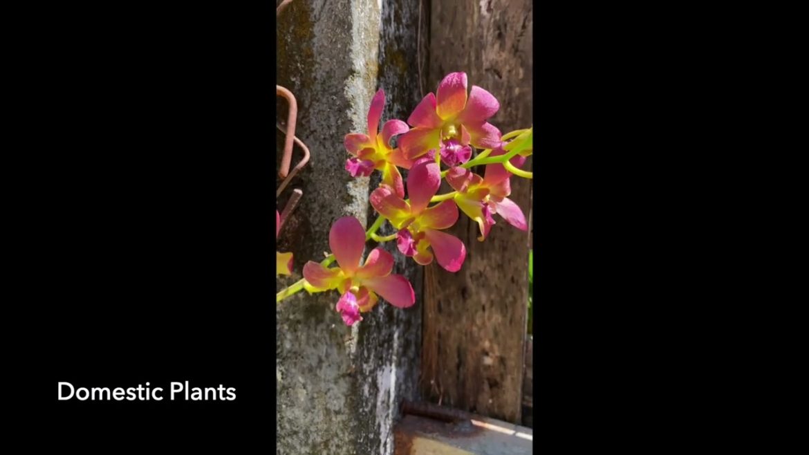 HOW TO GROW AND CARE FOR ORCHIDS