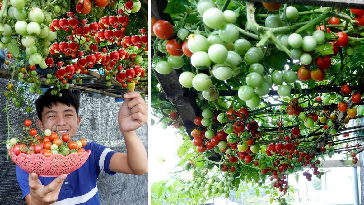 MY DREAM TOMATO GARDEN: Look At It And You'll Be Enchanted