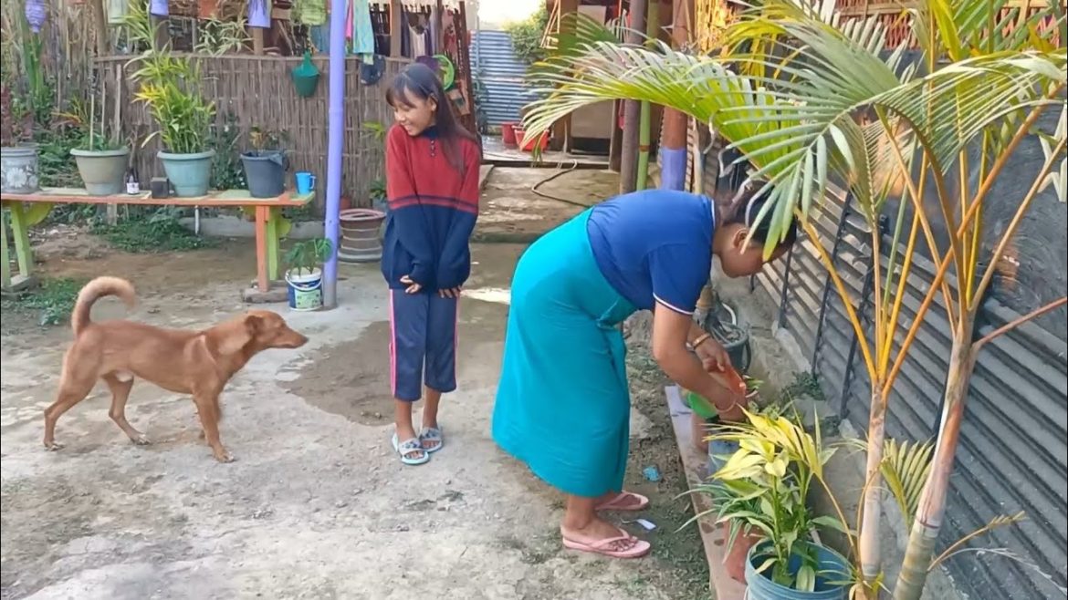 🔥 How to Grow Beautiful flowers Garden at winter season ❤️ II Home flower garden #flowergarden