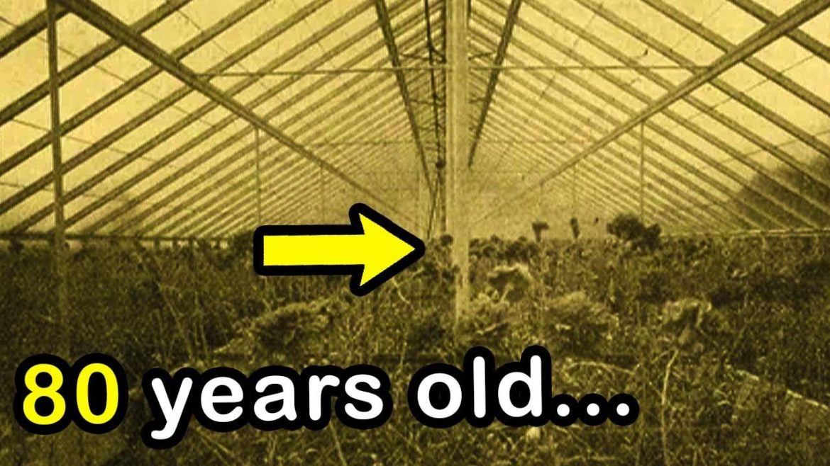 The REAL “first” Backrooms Level…