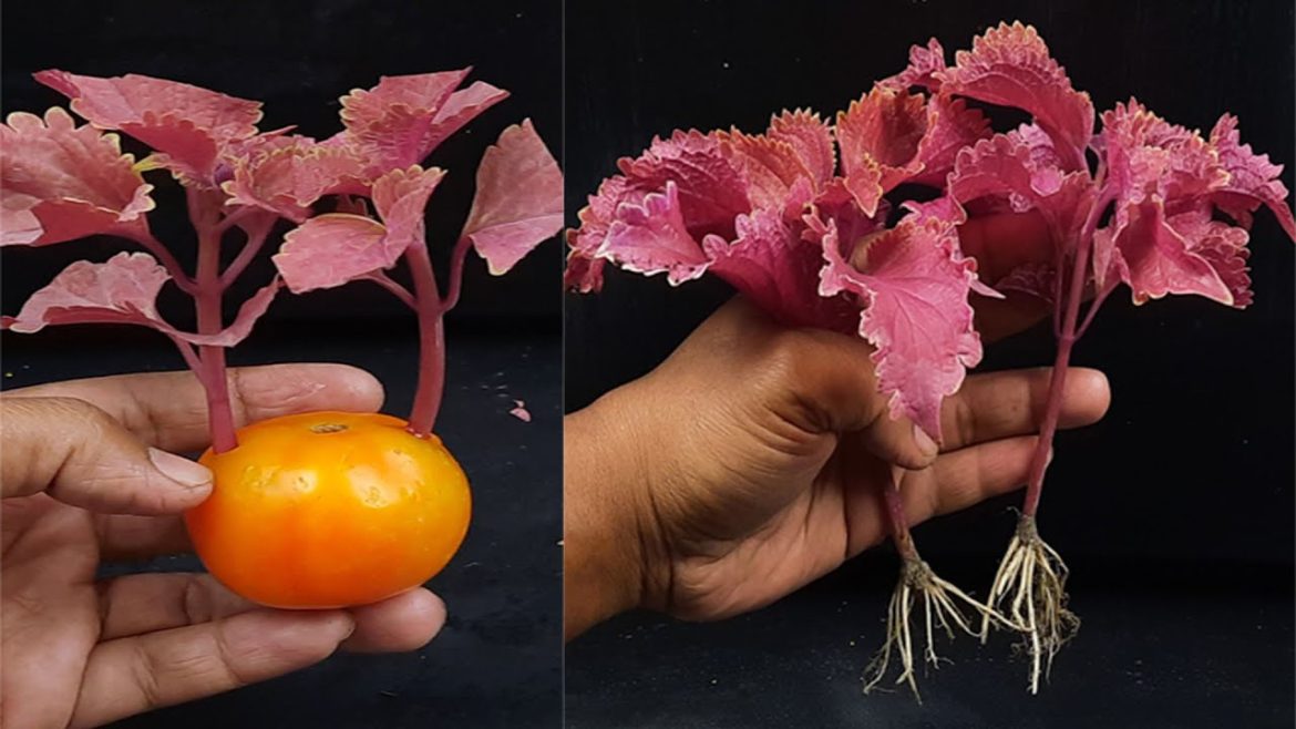 Coleus plant care | coleus propagation from cutting | coleus plants care tips