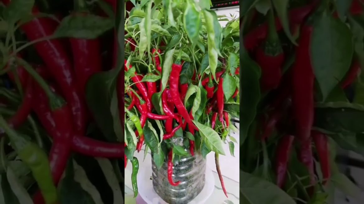 Grow chili plant on a pot