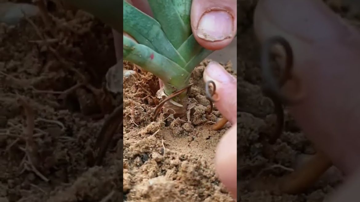 succulent plant for decorate #shortsfeed #youtubeshorts #shorts