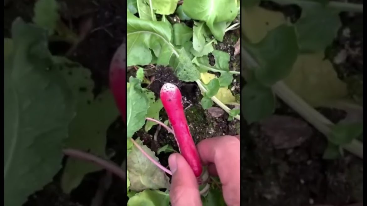 Radish harvesting before the big freeze #shorts #hydroponics