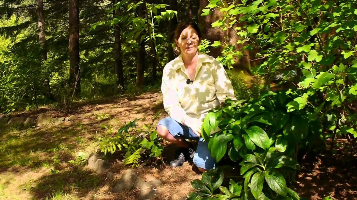 Gardening Tips & Plant Care : How to Pick Flowers & Plants for an All-Year-Round Garden Gardening Tips & Plant Care : How to Pick Flowers & Plants for an All-Year-Round Garden