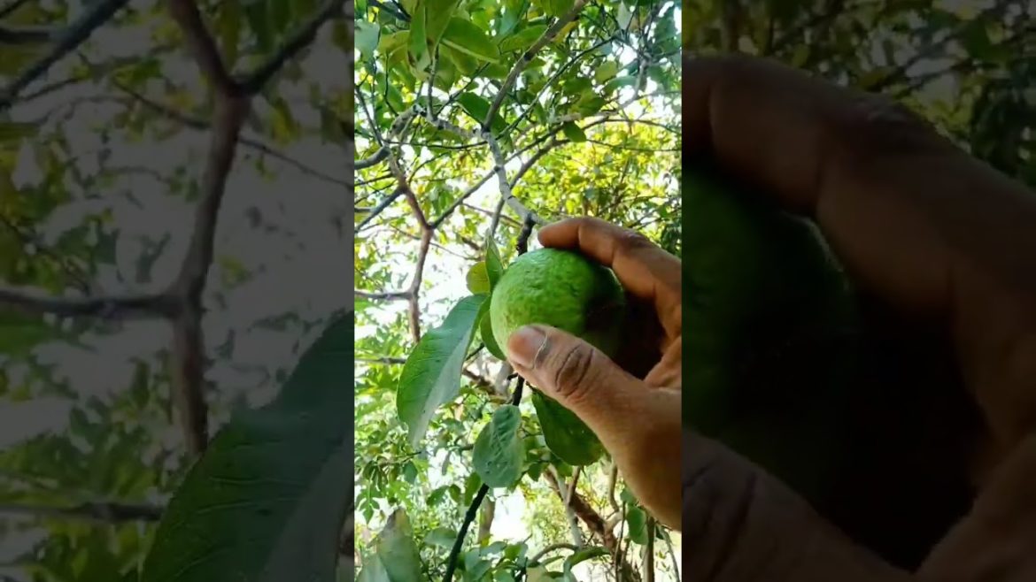 gauva fruit picking from my garden #shorts gauva fruit picking from my garden #shorts