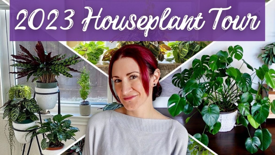 New Year, New FULL Plant Tour! | Let's Check In On Every Houseplant In My Collection! New Year, New FULL Plant Tour! | Let's Check In On Every Houseplant In My Collection!