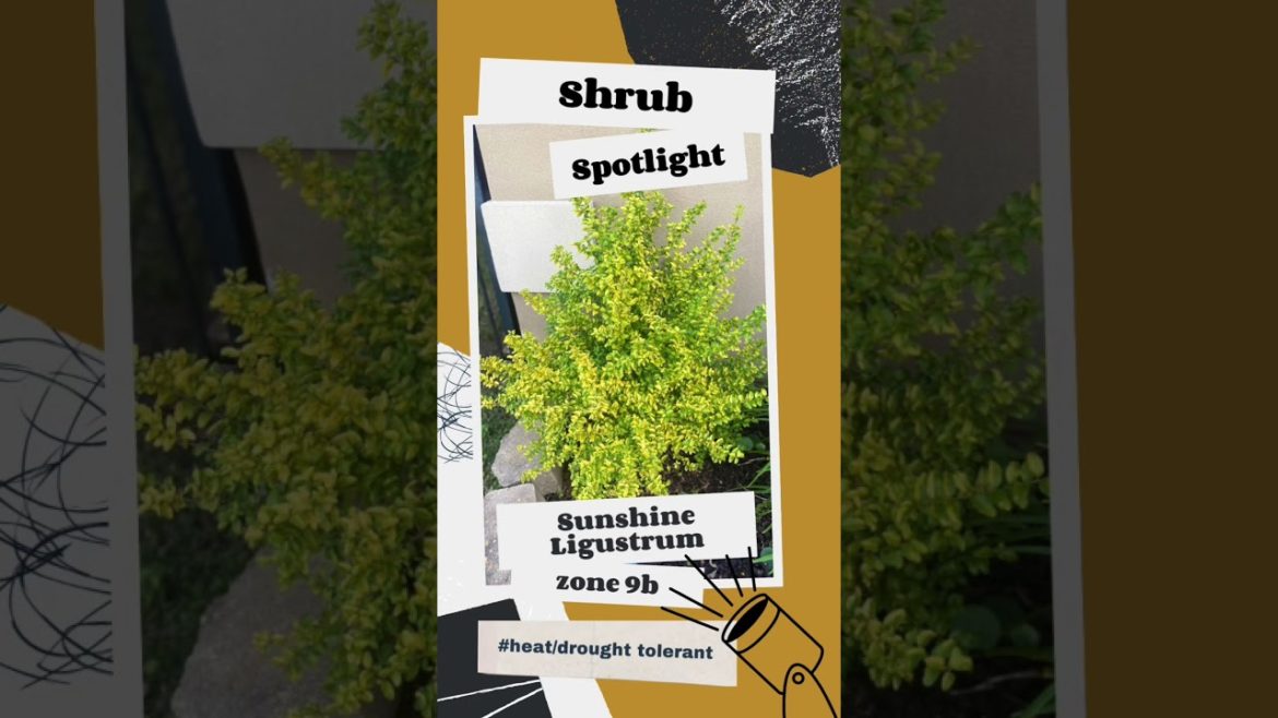 Plant Spotlight Heat loving Shrub #springgarden ##gardentips #diygarden #gardenprep #garden #zone9b