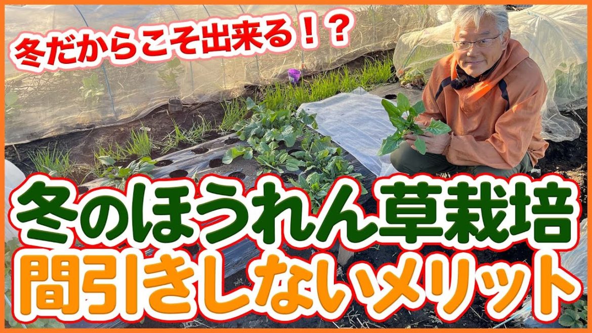 家庭菜園や農園のほうれん草栽培で冬だから出来る!?間引きしない栽培メリットを徹底解説!【農園ライフ】/Tips for growing spinach from a Japanese farmer. 家庭菜園や農園のほうれん草栽培で冬だから出来る!?間引きしない栽培メリットを徹底解説!【農園ライフ】/Tips for growing spinach from a Japanese farmer.