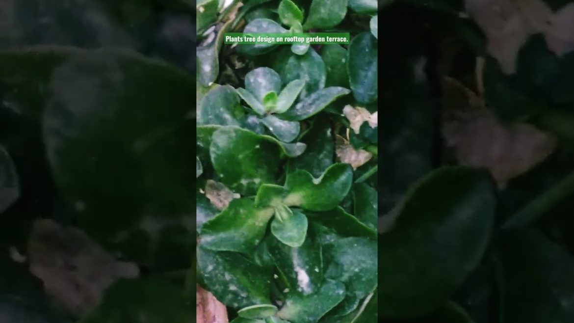 Plants tree design on rooftop garden terrace. #viral #viralvideo #gardening #shorts #plants .
