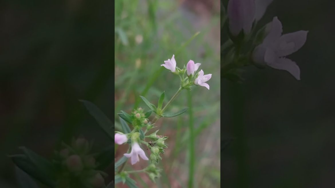 Natures Gardening Flowers Beautiful Color Flowers #lovesnatures #gardening Natures Gardening Flowers Beautiful Color Flowers #lovesnatures #gardening