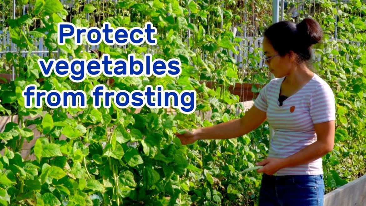 EP18 Save my vegetables from freezing weather! Have I?????