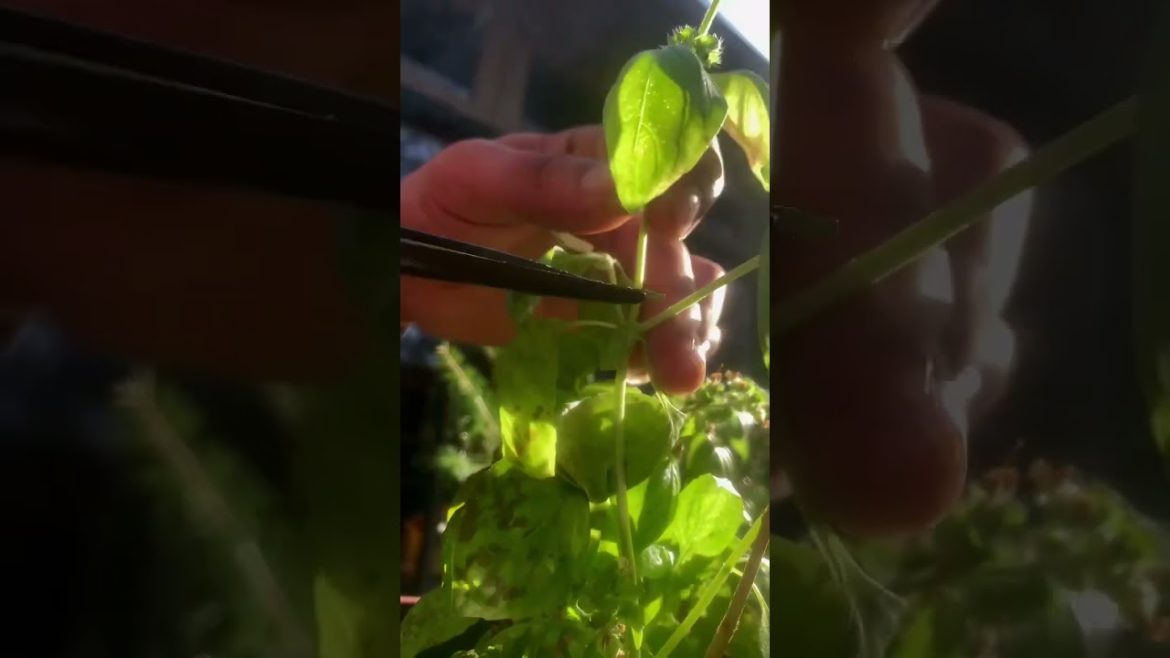 BASIL Propagation TIME ‼️💚 #shorts #gardening #gardenhacks BASIL Propagation TIME ‼️💚 #shorts #gardening #gardenhacks