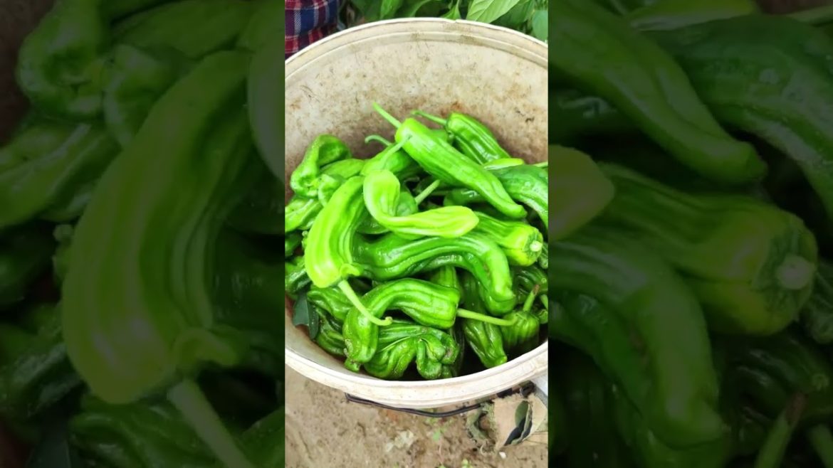 Green Chili harvest Green Chili harvest