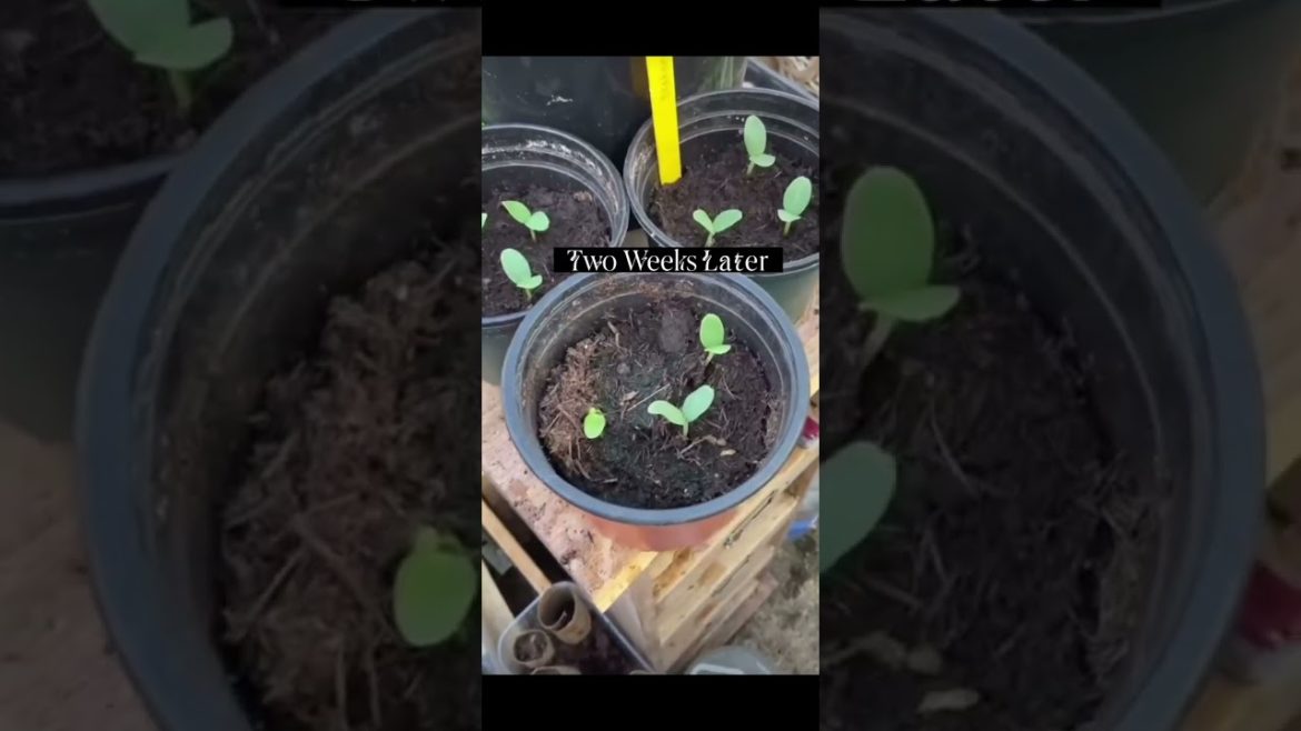 Here’s How You Can Grow Your Watermelons At Home #shorts #organicfood #gardeningtips