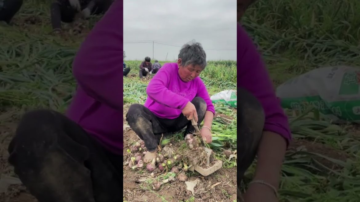 Harvest a Special Garlic Harvest a Special Garlic