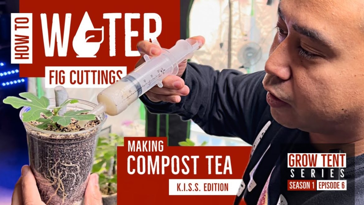 How to WATER FIG CUTTINGS || Making COMPOST TEA || GROW TENT Series (s1e6) // #figs #gardening #grow