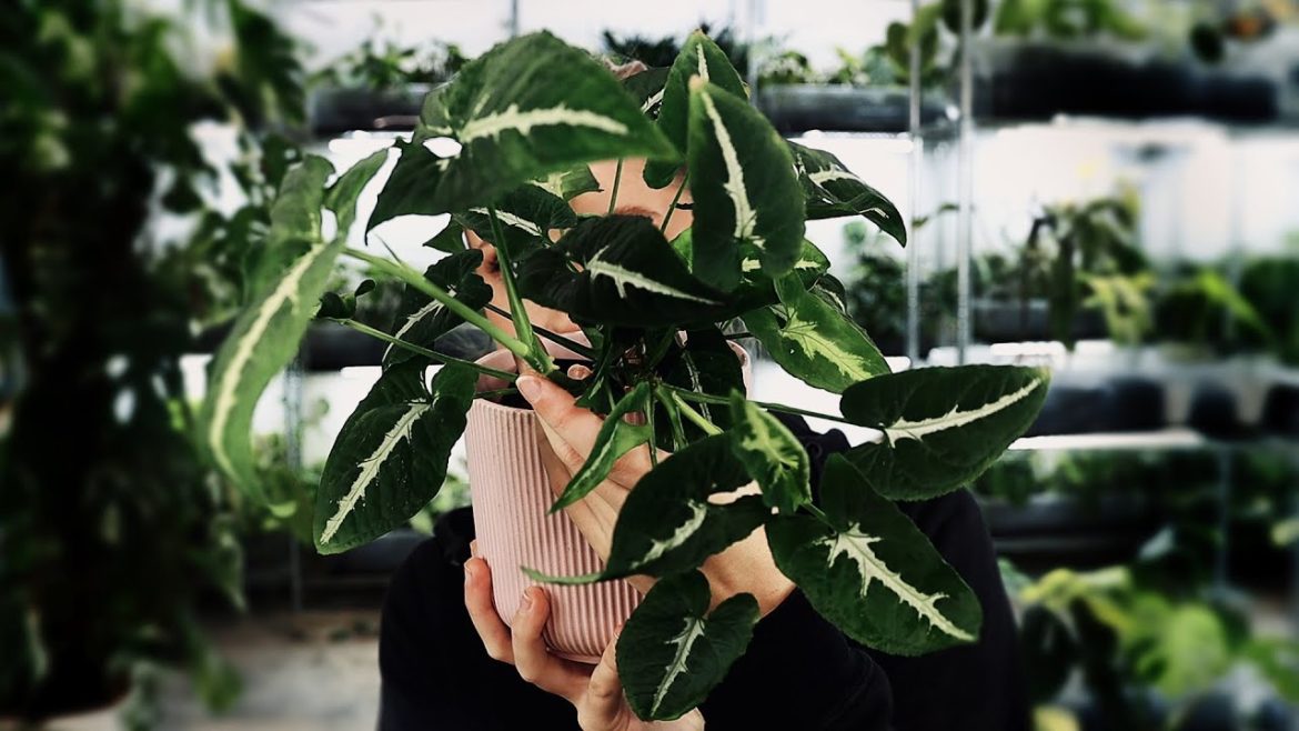 OH WOW! | I love these houseplants! OH WOW! | I love these houseplants!