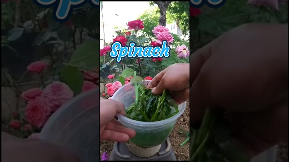 How to propagate Rose cuttings in spinach water #shorts #gardening #rose #rosegrafting #rosecutting