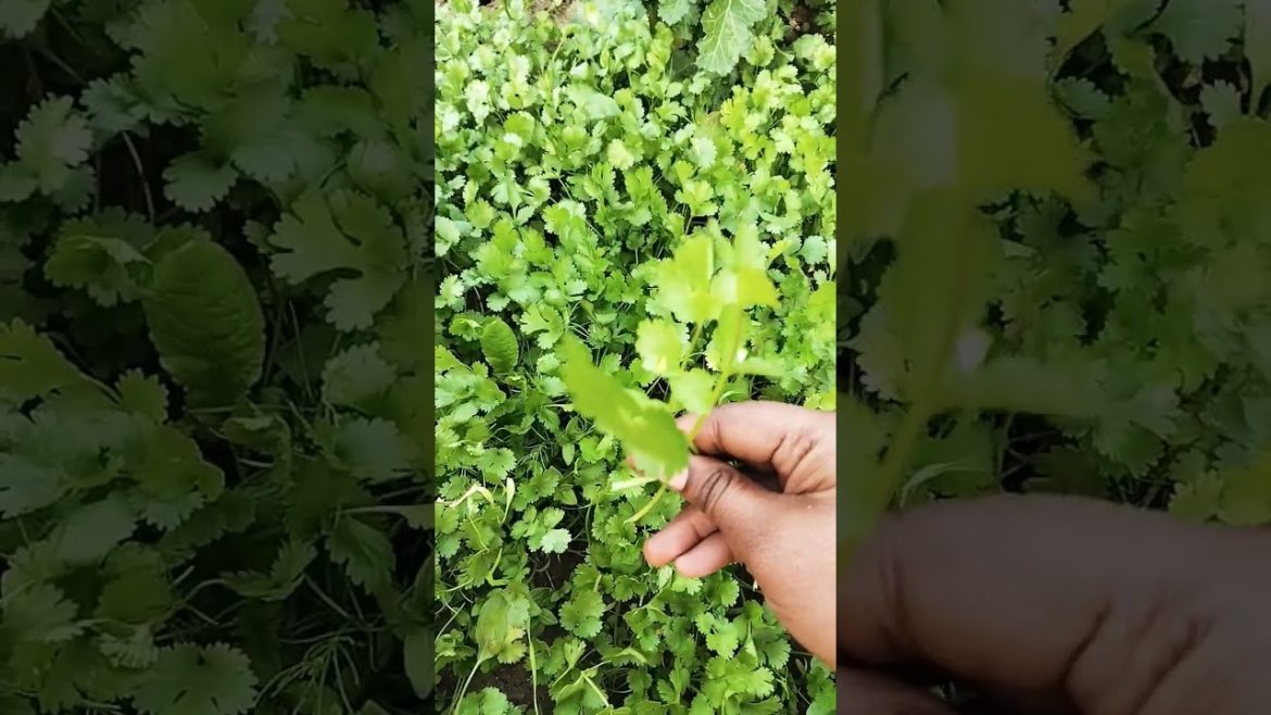 #fresh coriander leaves plugging from my garden 🏡