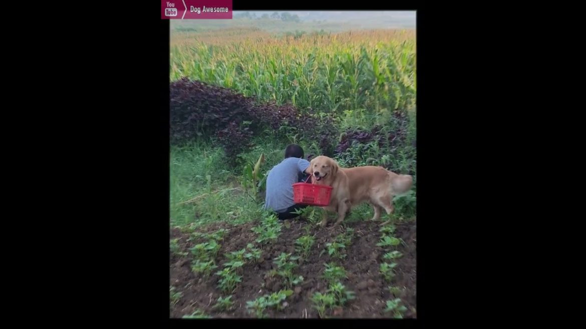 Golden retriever goes to the vegetable garden to pick vegetables🤠