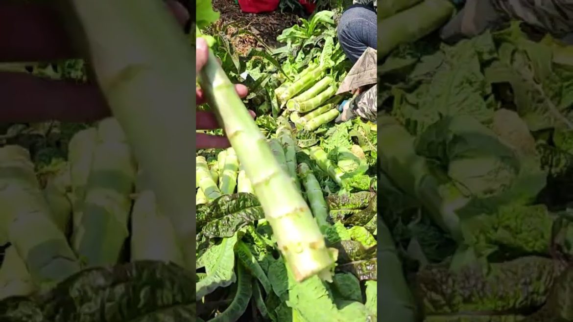 Vegetable harvest