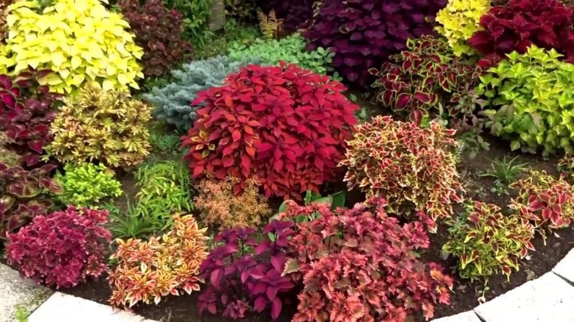 GARDEN THAT INFLUENCED ME TOO MUCH/SIMPLE BUT BEAUTIFUL