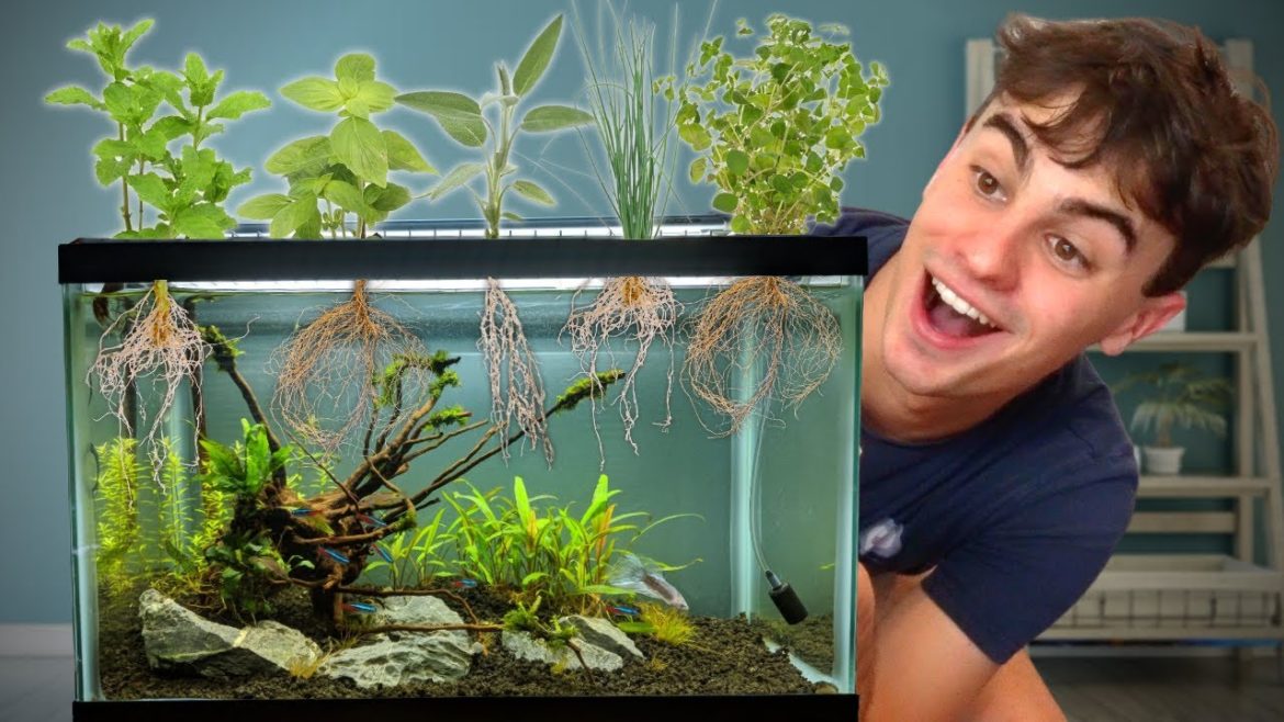 I Made a DIY Herb Garden for My Aquarium! I Made a DIY Herb Garden for My Aquarium!