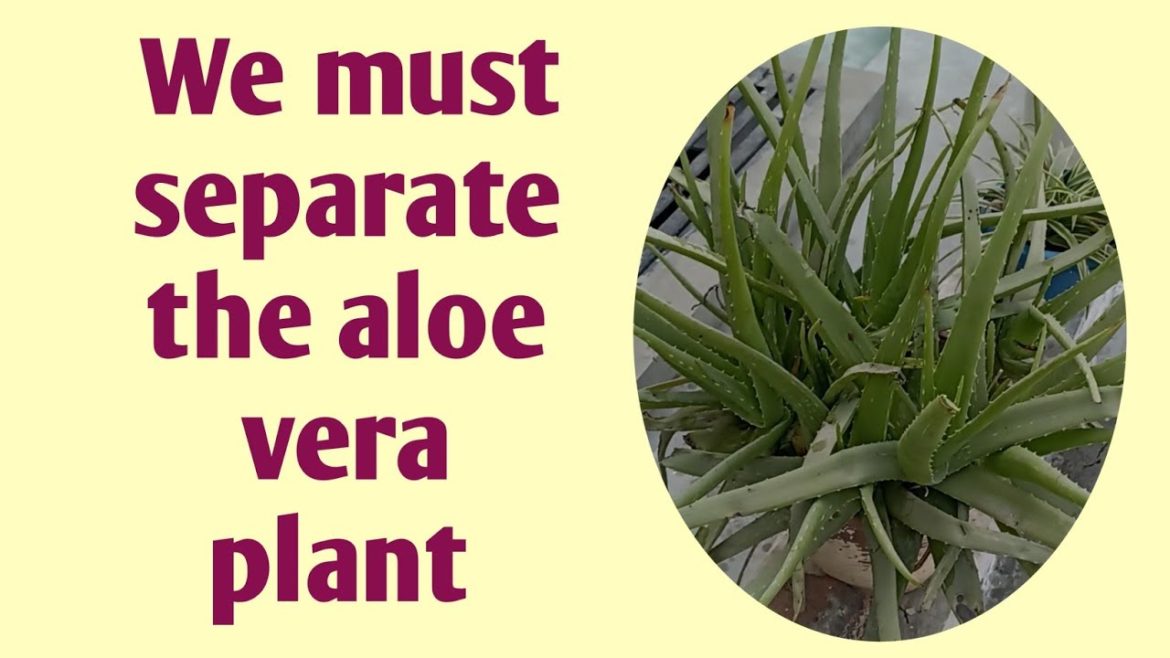 We must separate the aloe vera plant || #ediblealoevera  #shorts #shortsfeed #trending